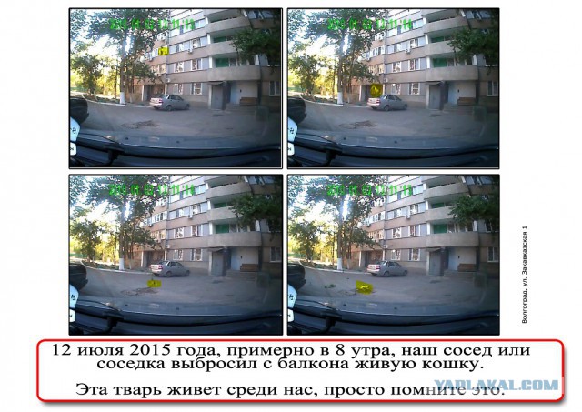 Сосед выкинул кота 18+