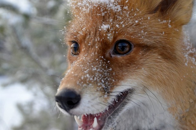 Пять кило веселого «неадеквата»