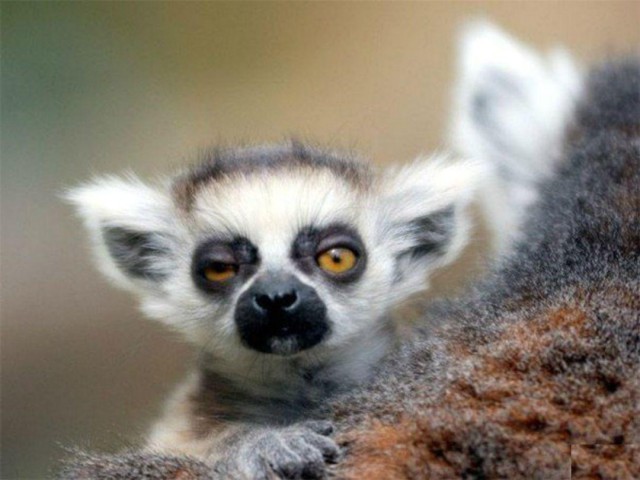 Животные с похмелья