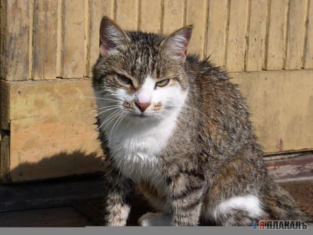 Коты, кошки, котята