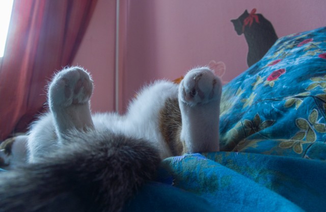 Котовторник