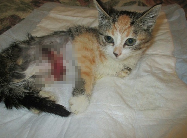 Спасена от собаки