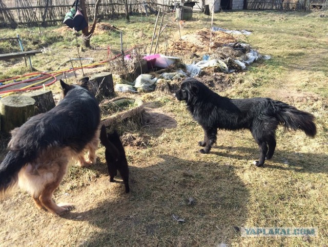 Жизнь домашнего приюта для котеек 103