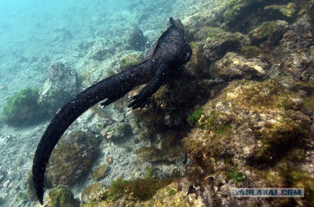 Всем нашим встречам,  увы, разлуки суждены...