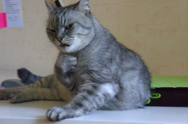 Демы к котовторнику!