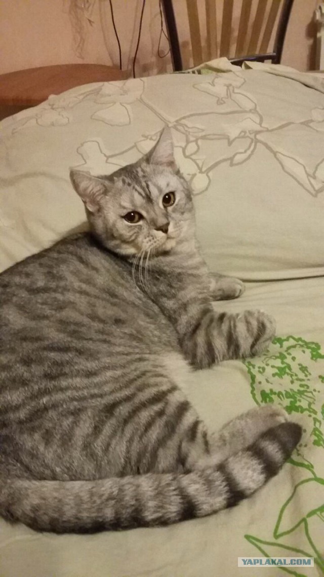 Котовторник 27.09.16