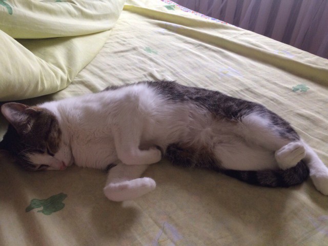 Котовторник 04.10.16