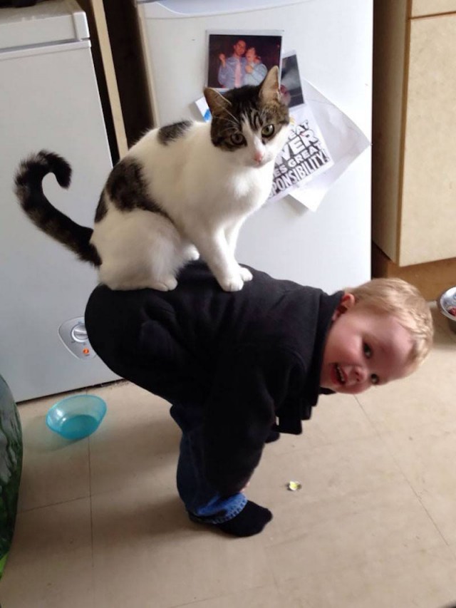 Коты из сети