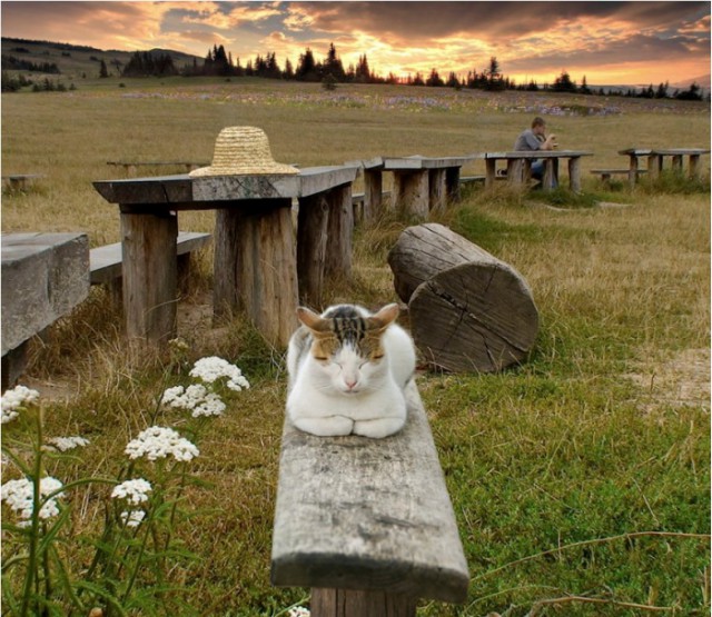 Коты из сети