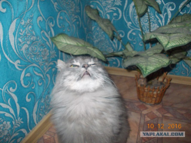 Котовторник 03.01.2017, первый в 2017!