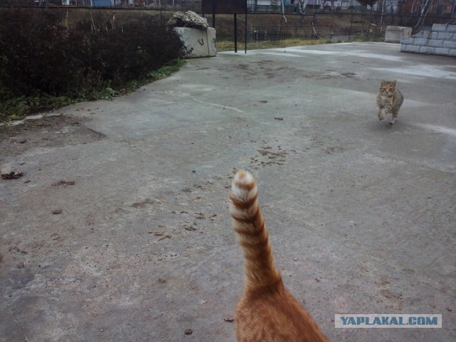 Котовторник 30.05.2017