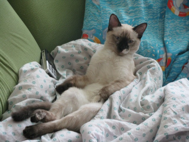 Коты и Кошки