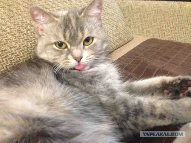 Котовторник!