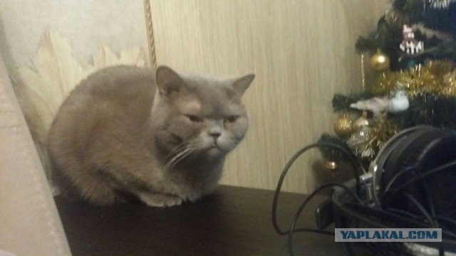 Котовторник 9.01.2018