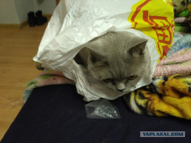 Котовторник 30.01.2018