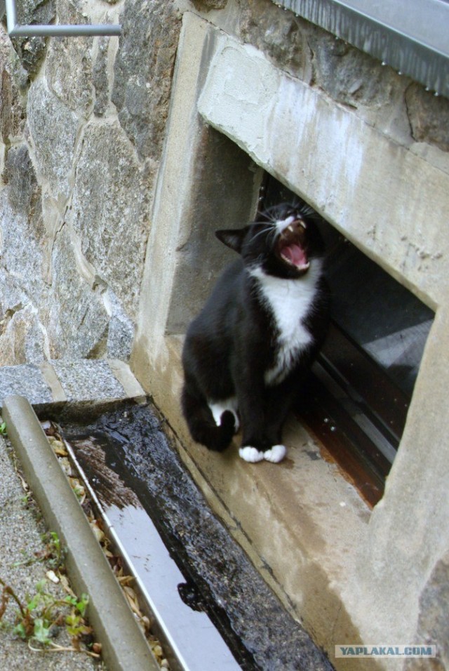 Уррааа! Котомет на ЯПлакалъ.