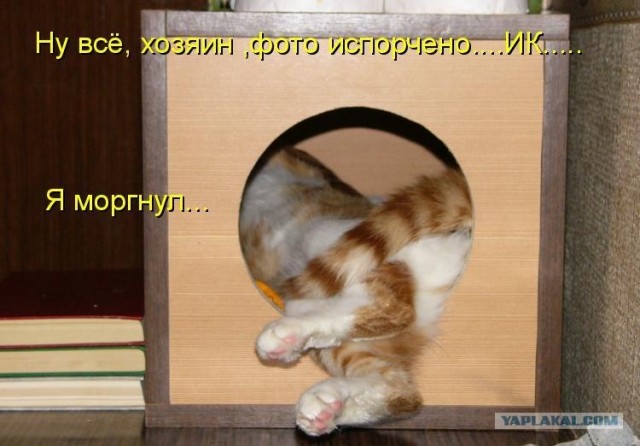 Котовторнику Да (09.12.08)