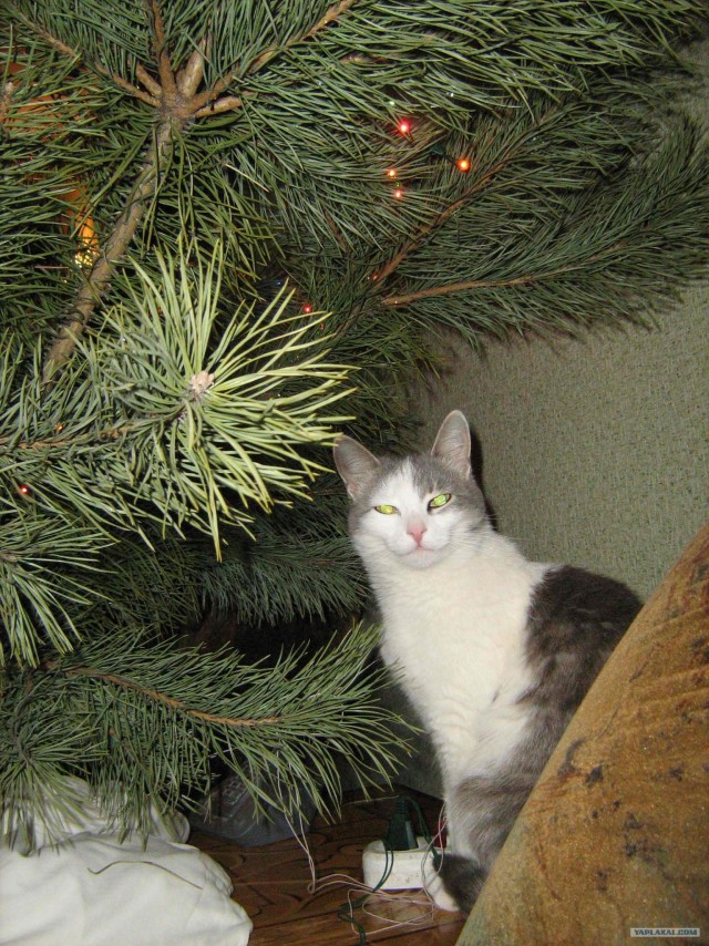 Новогодний КОТОВТОРНИК!