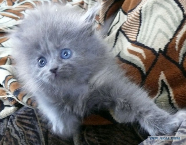 Забыли котовторник? А вот он!