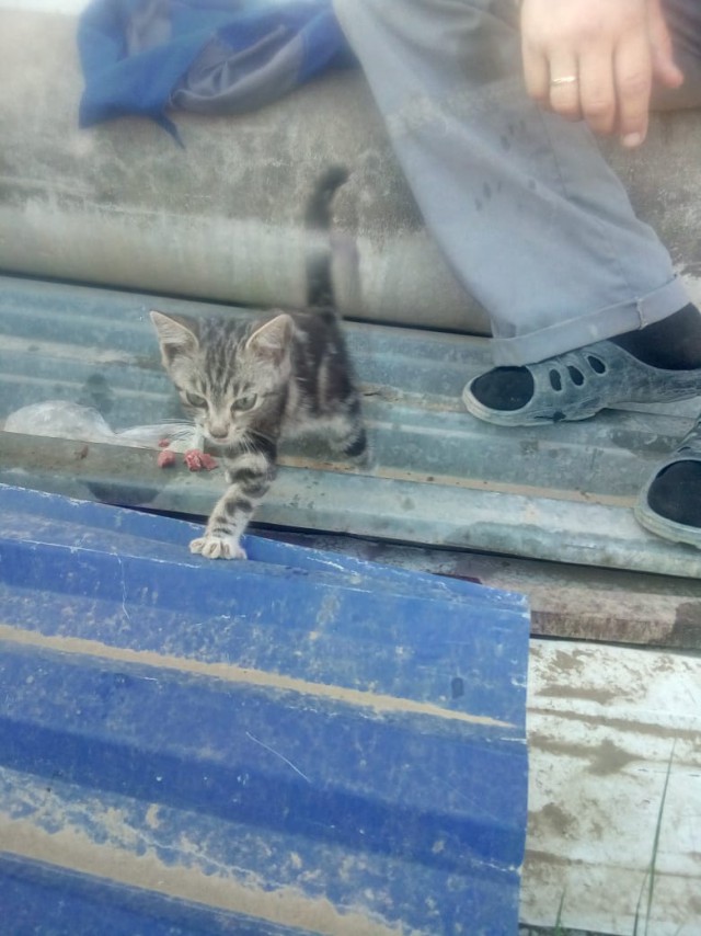 Котовторник 07.08.2018