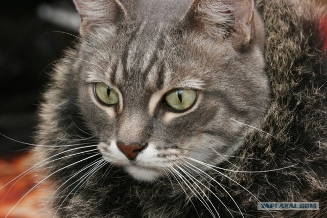 Котовторник (02.06.2009)