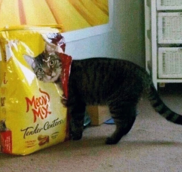 Прикольных котов пост