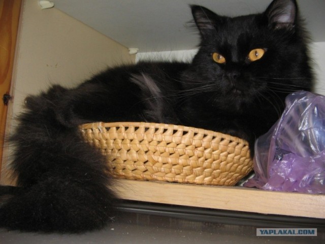 Начинаем котовторник!