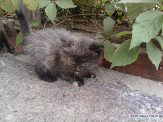 Котовторник (начало в супермаркете!)