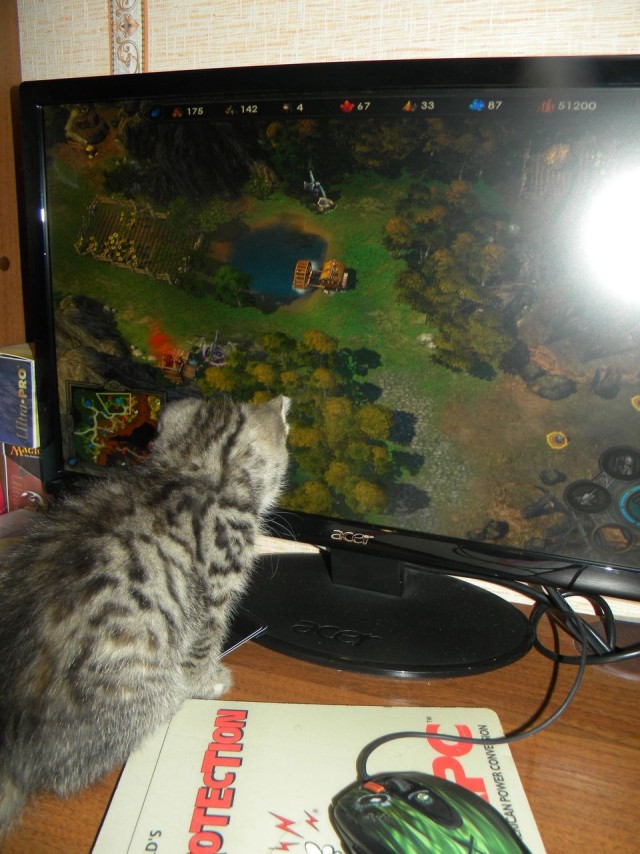 Котовторник 17 января