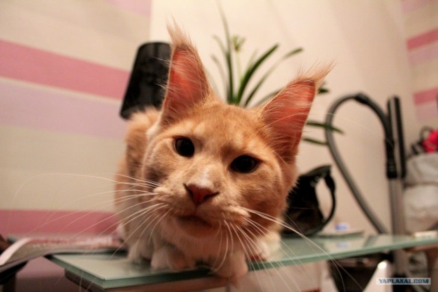 Котовторник 27.03.2012