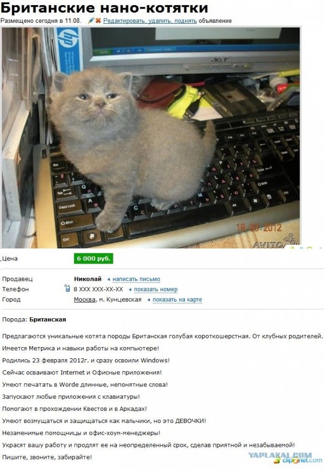 Котовторник 24.04.2012