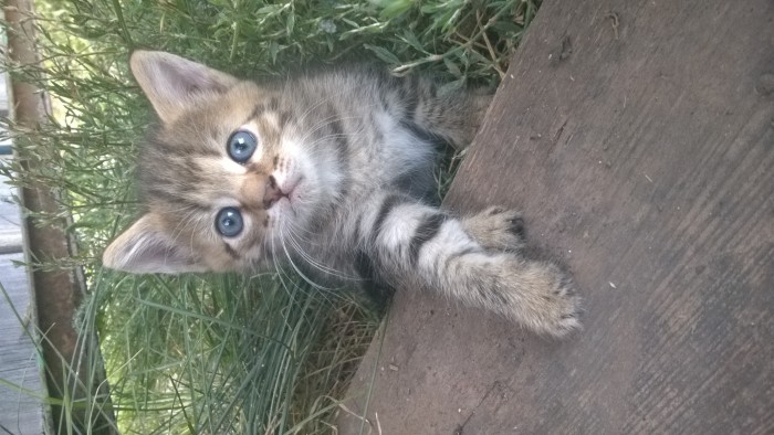 Подборка картинок с котами и про котов