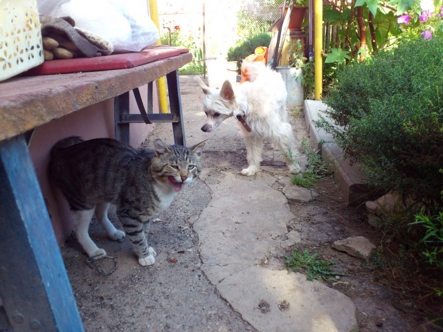 Котовторник 2.10.2012