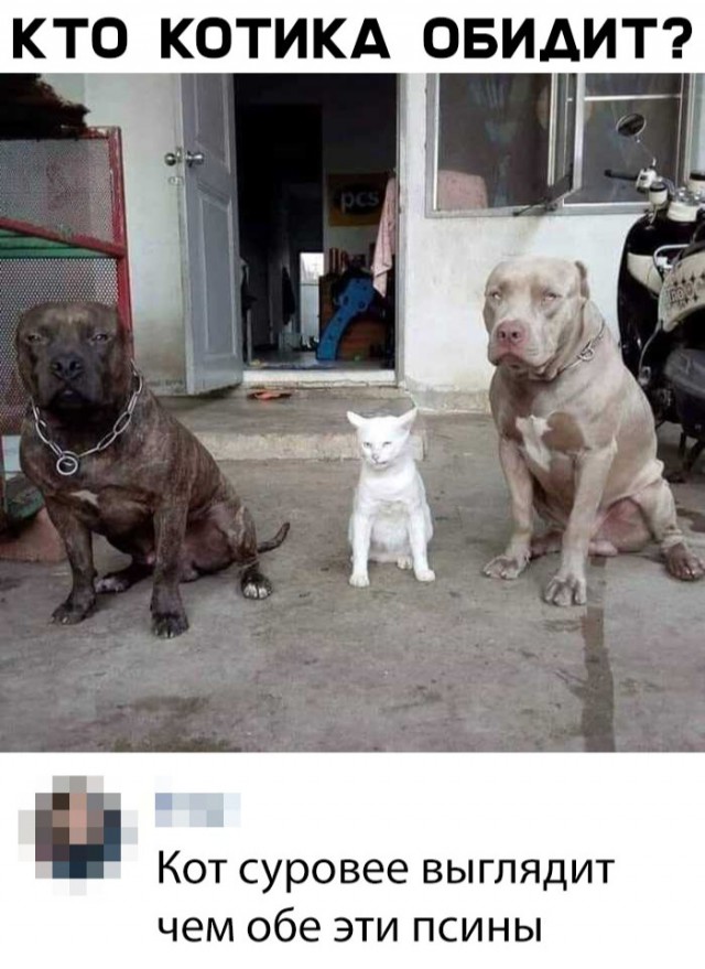 Живность из сети