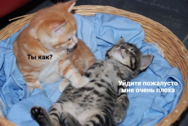 Забавные фото котеек