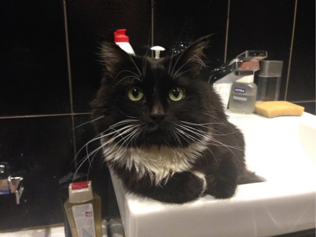 Котовторник