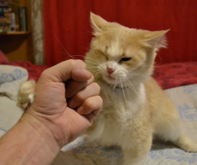 Кот с самым недовольным лицом
