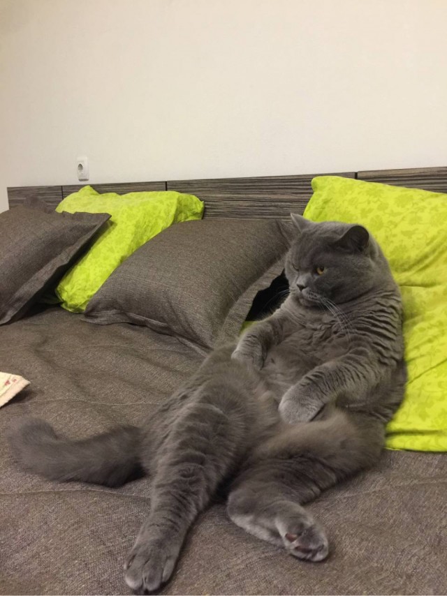 Котовторнику быть!