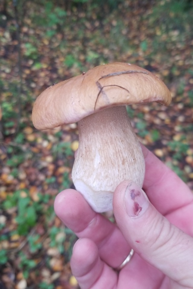 На море за грибами