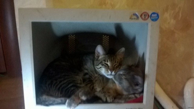 Мой самый первый КОТовторник!