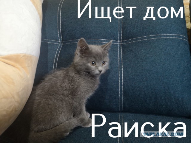 Жизнь домашнего приюта "Котоленд" 308