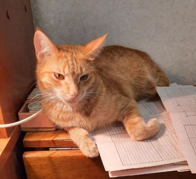 Котовторник - по расписанию!