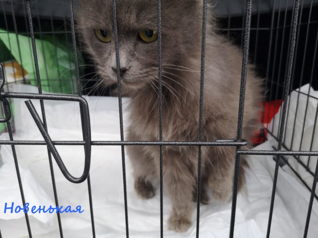 Жизнь домашнего приюта "Котоленд" 326