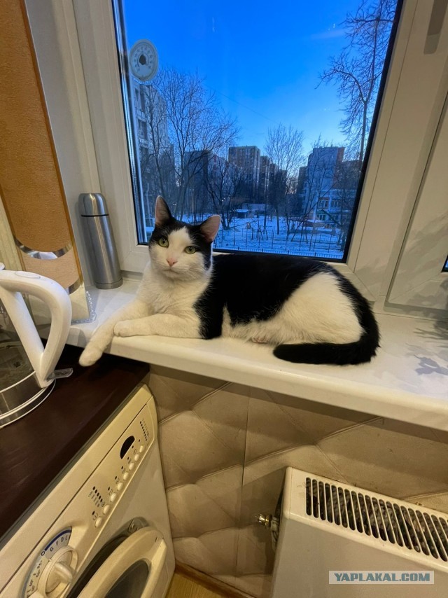 Котовторник вроде.