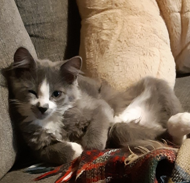 С праздником и котофторником!
