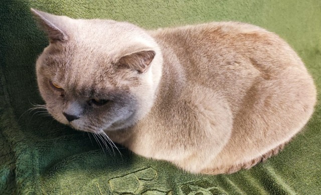 С праздником и котофторником!