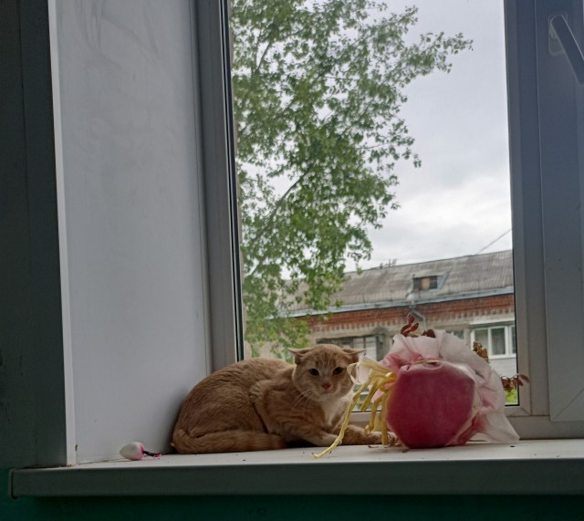 И снова день кошачий!