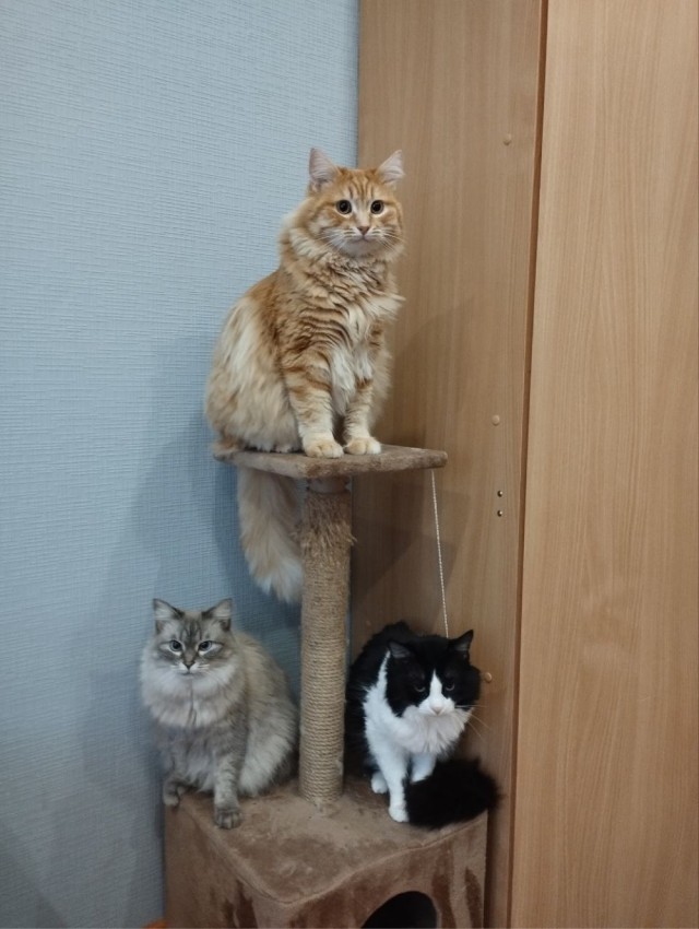 Даёшь котов в этот вторник!