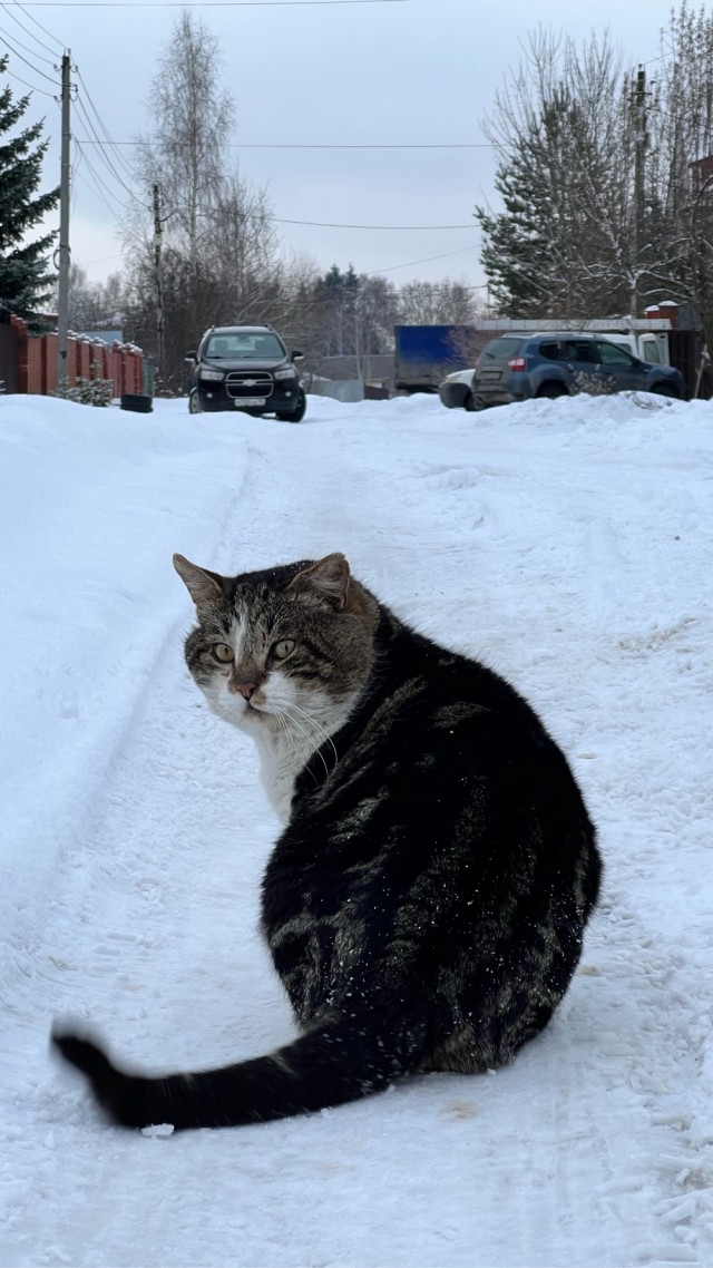 Собаковторник!