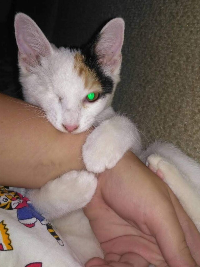 Коты белые, 12 литров